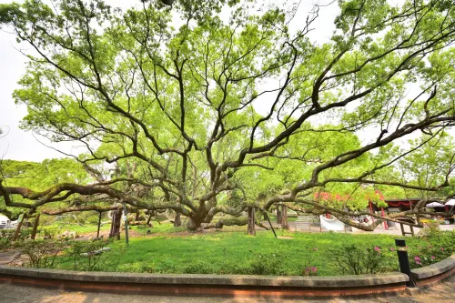 ▲五福臨門神木，五種樹木共生盤根，宛如宮崎駿筆下的魔幻場景(圖／民政局提供2025.8.25)