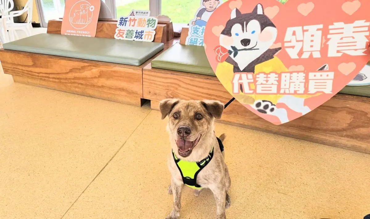 ▲新竹市犬「棕棕」找到新家了。（圖／新竹市府提供）