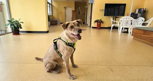 ▲新竹市犬「棕棕」找到新家了。（圖／新竹市府提供）