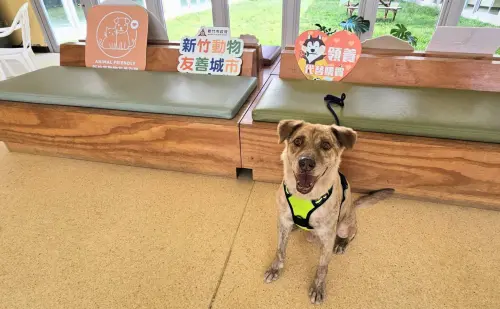 ▲新竹市犬「棕棕」找到新家了。（圖／新竹市府提供）