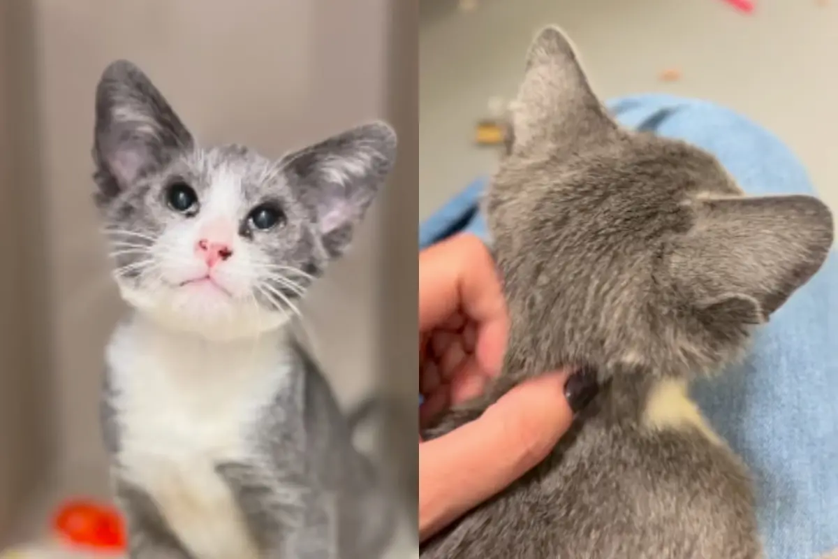 ▲美國加州當地的動物收容所「Sacramento SPCA」近日救援了一隻流浪小貓，工作人員驚訝地發現，牠竟是罕見的「四耳貓」。（圖／翻攝自IG@sacramento_spca）