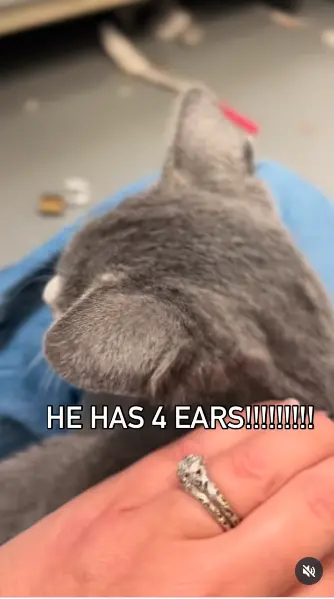 ▲（圖／翻攝自IG@sacramento_spca）