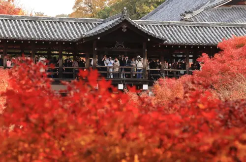 日本賞楓受影響！高溫紀錄頻傳「熱到11月」　專家：楓葉季恐延後
