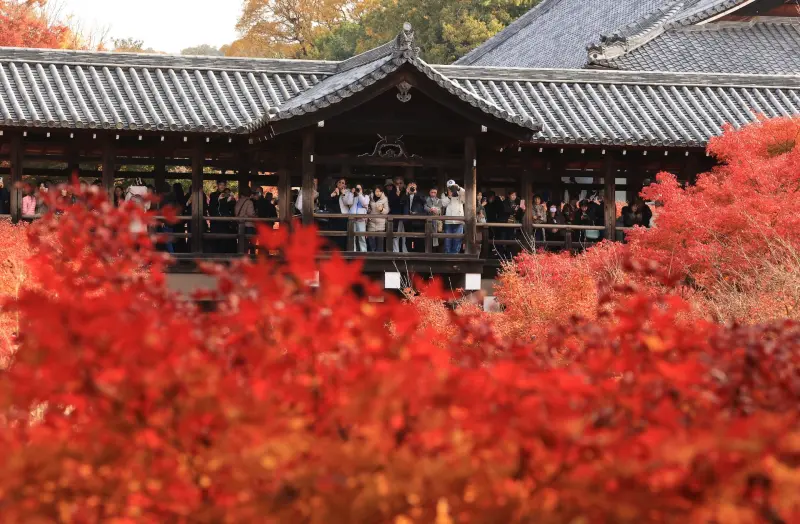 ▲日本的秋季以絢麗的楓葉景色而聞名，各地的紅葉美景吸引著無數遊客前來觀賞。圖為京都東福寺。（圖／美聯社／達志影像）