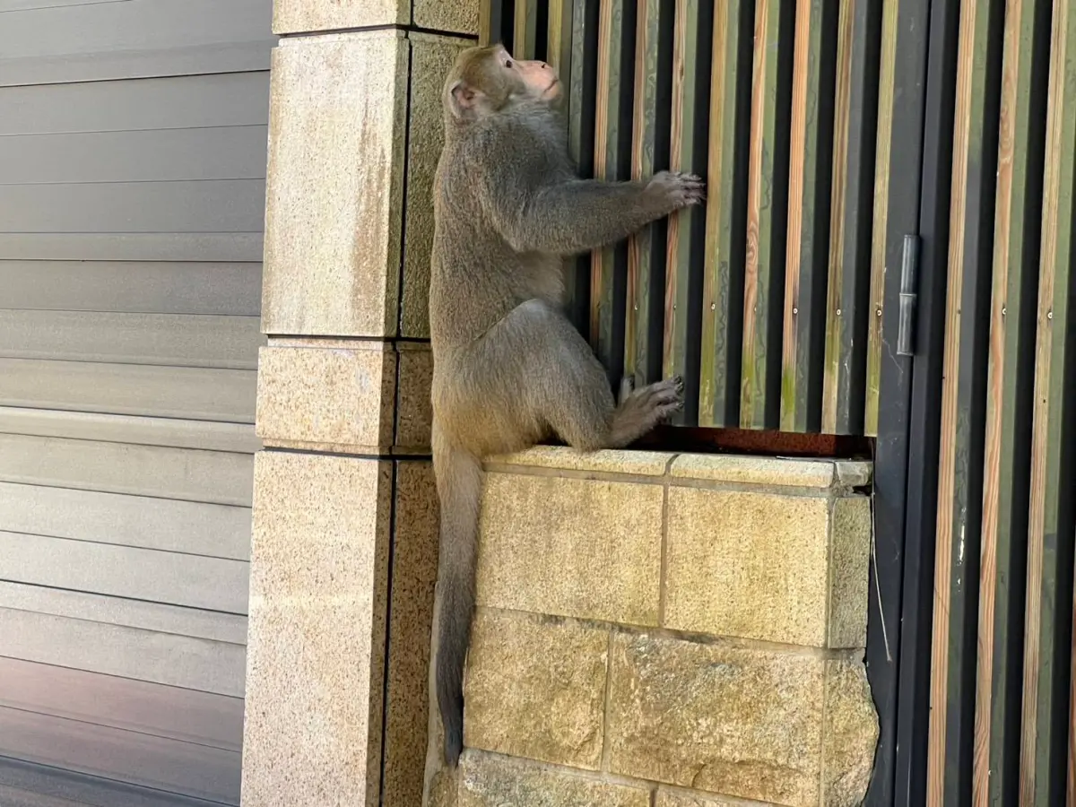 ▲北市內湖猴子出沒。（圖／翻攝自游淑慧臉書）