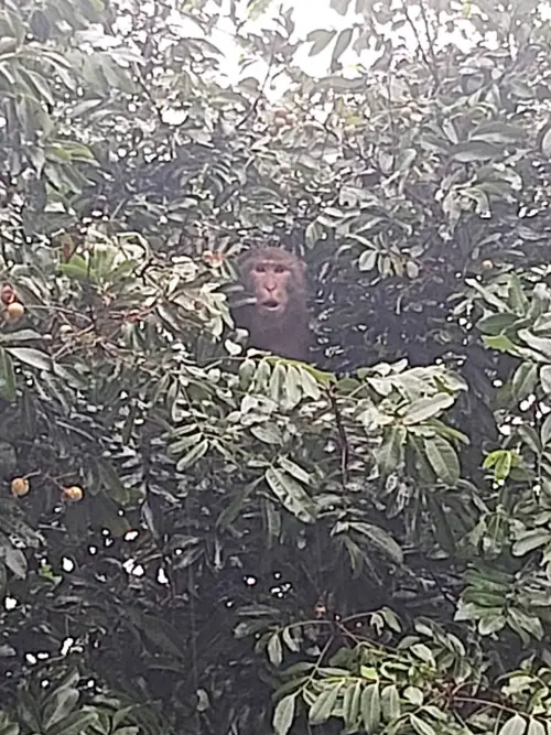 ▲北市內湖猴子出沒。（圖／北市動保處提供）