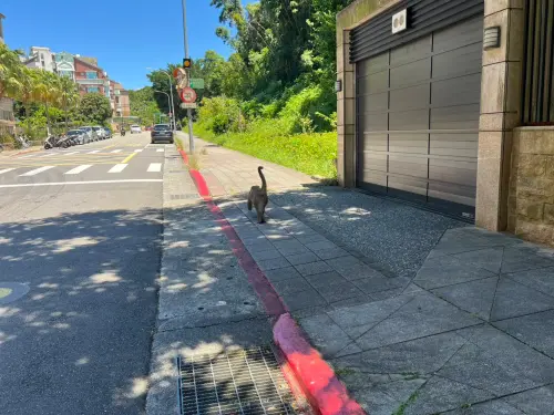 ▲北市內湖猴子出沒。（圖／翻攝自游淑慧臉書）