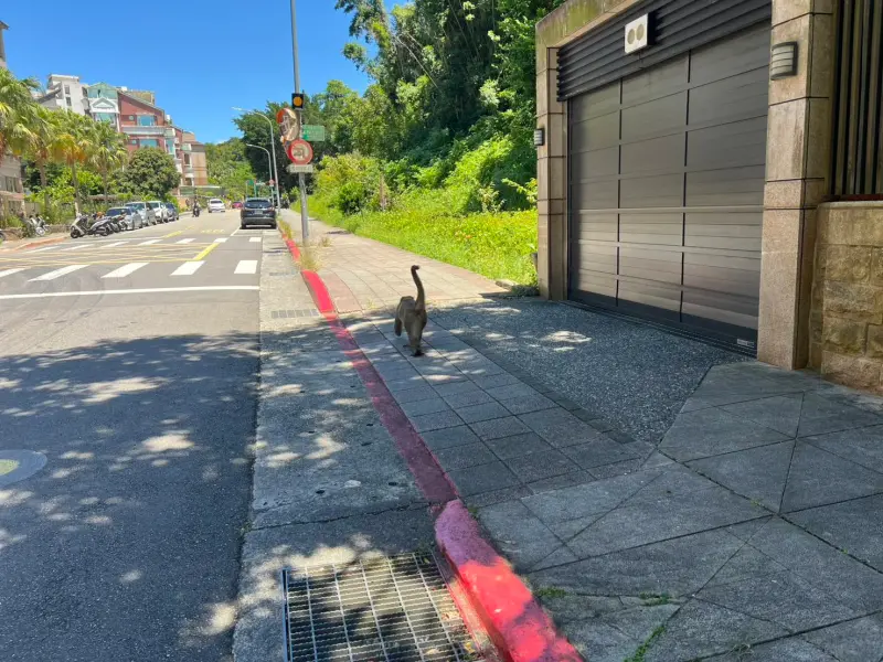    ▲北市內湖猴子出沒。（圖／翻攝自游淑慧臉書）  