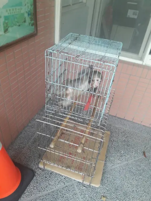 ▲違法飼養獼猴，將依動物保護法相關規定處新臺幣5萬元以上25萬元以下罰鍰，並得沒入。（圖／北市動保處提供）