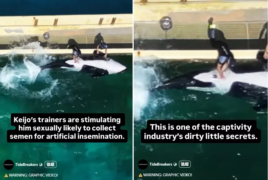 ▲法國一處海洋公園關閉後，有動保團體爆料，飼養員在幫虎鯨打手槍，質疑是要收集精液。（圖／翻攝自臉書／TideBreakers）