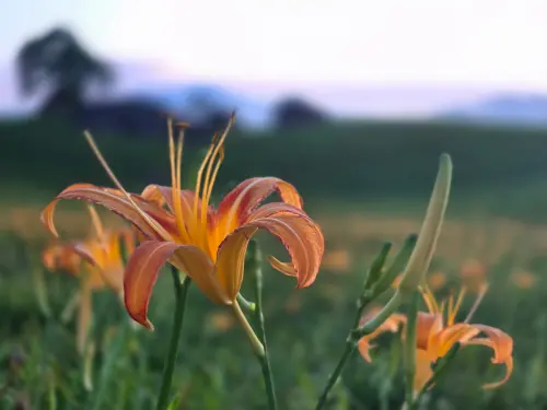 ▲台灣花東地區栽植金針年代已近百年，花東栽植金針可追溯到伐木業興盛的日治時代。（圖／金針花協會提供）