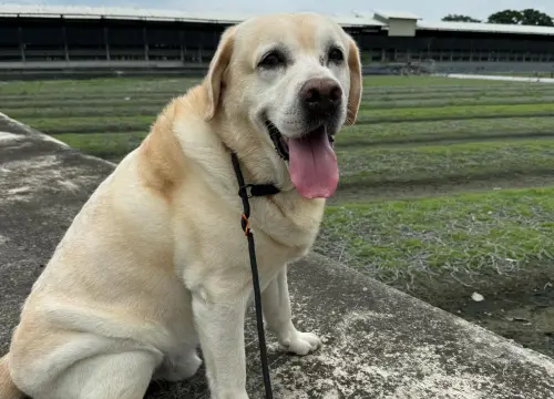 退休警犬福星粉專無預警關閉！警方曝最新近況　照顧員被記2申誡
