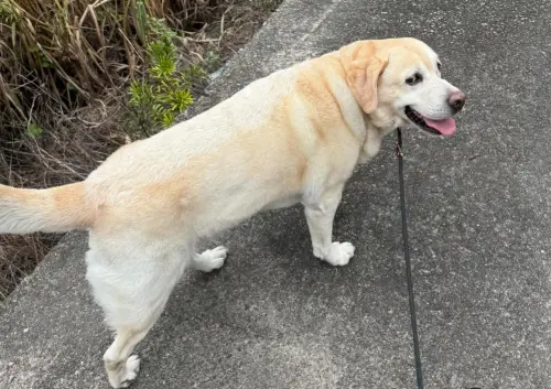 ▲福星精神、身體狀態皆良好。（圖／北市刑大Threads）