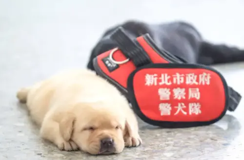 ▲福星2017年剛加入新北市警犬隊的小可愛模樣。（圖／北市刑大Threads）