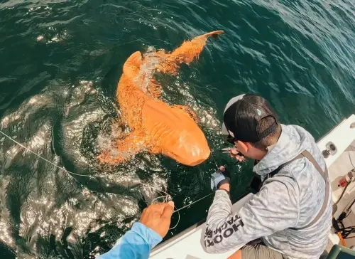 出海釣到「橘色鯊魚」超罕見！真面目竟是牠　專家震撼：全球首例
