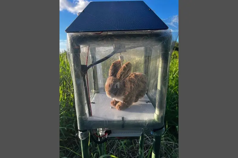 ▲美國佛羅里達州近期部署了上百隻機器兔，希望能引蛇出洞，解決當地外來種緬甸蟒過於氾濫的問題。（圖／美聯社／達志影像）
