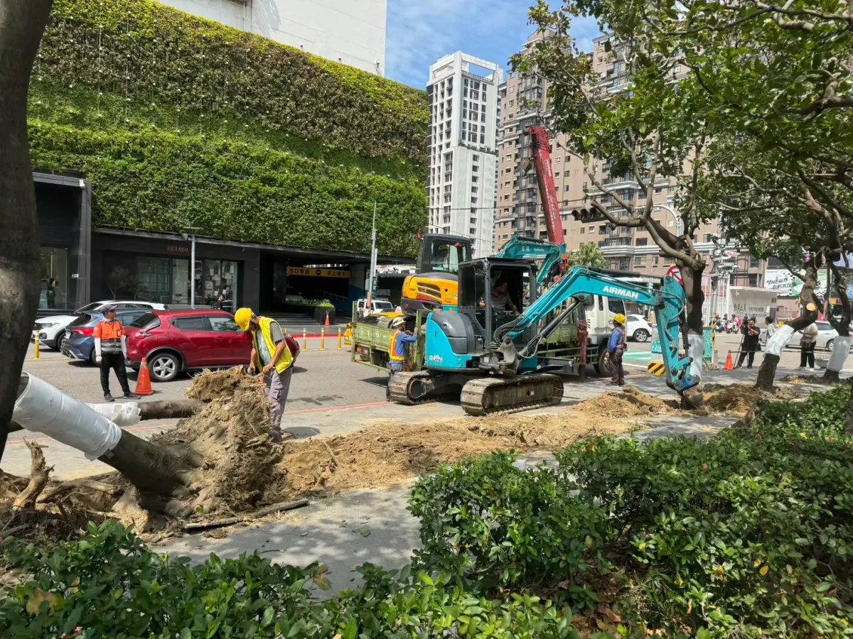 ▲市民廣場公益路側移除整排17棵路樹，立刻引發市民強烈不滿(圖／江肇國提供2025.8.28)