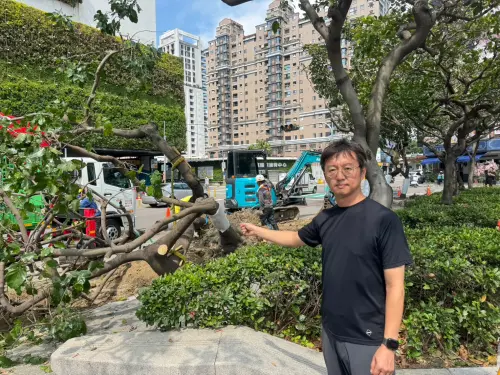 ▲議員江肇國指出，爵士音樂節已舉辦20年，卻以「人潮洶湧、需優化動線」為由砍除路樹，理由相當荒謬(圖／江肇國提供2025.8.28)