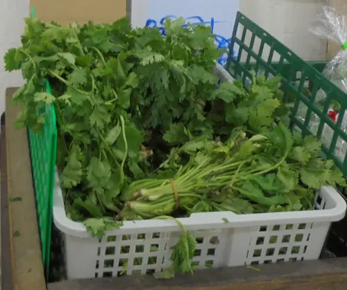▲產自彰化的香菜，檢出殺菌劑Cyazofamid賽座滅0.03ppm（標準：0.01ppm以下）和殺菌劑Metalaxyl滅達樂0.02ppm（標準：不得檢出）。（圖／北市衛生局）