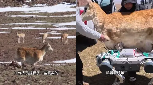 影／中國機器狗成「間諜藏羚羊」深入高原無人區觀測野生動物
