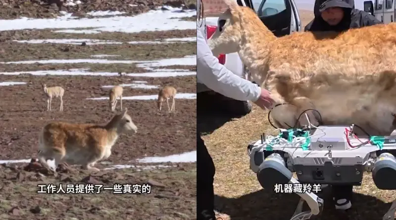 影／中國機器狗成「間諜藏羚羊」深入高原無人區觀測野生動物