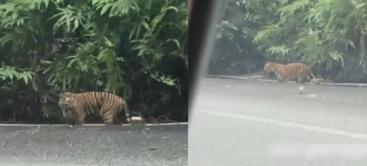 ▲一名大馬民眾駕車載著三名家人出遊時，看到路邊有老虎。（圖／翻攝自TikTok）