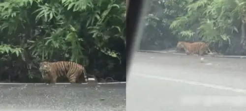 老虎在路邊？民眾開車經過嚇壞　「人和虎都驚慌」影片曝
