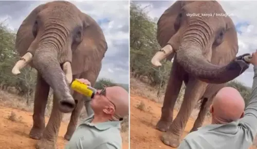 一起呼搭啦？西班牙男遊非「朝象鼻灌啤酒」被圍剿　網怒：趕出去
