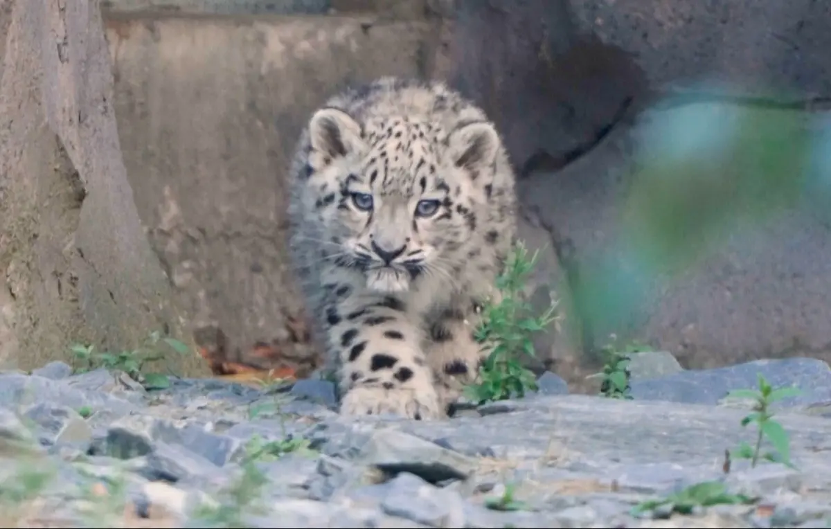 94年來首隻雪豹寶寶萌翻英國動物園！戶外探索畫面曝