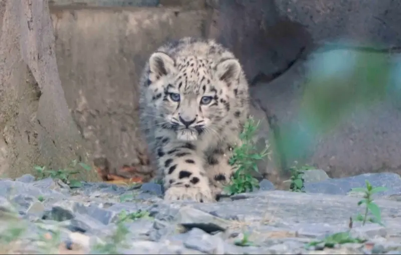 ▲英國切斯特動物園（Chester Zoo）今年5月迎來園內94年來首隻雪豹寶寶比瑞（Bheri），日前首度在戶外棲地展開探索，可愛的走路模樣萌翻大家。（圖／翻攝自美聯社via@Chester Zoo影片）