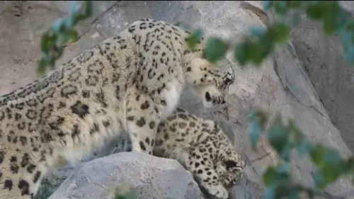 ▲比瑞在母親努布拉 （Nubra）的呵護下，邁出了在園內戶外棲地的第一步。（圖／翻攝自美聯社via@Chester Zoo影片）