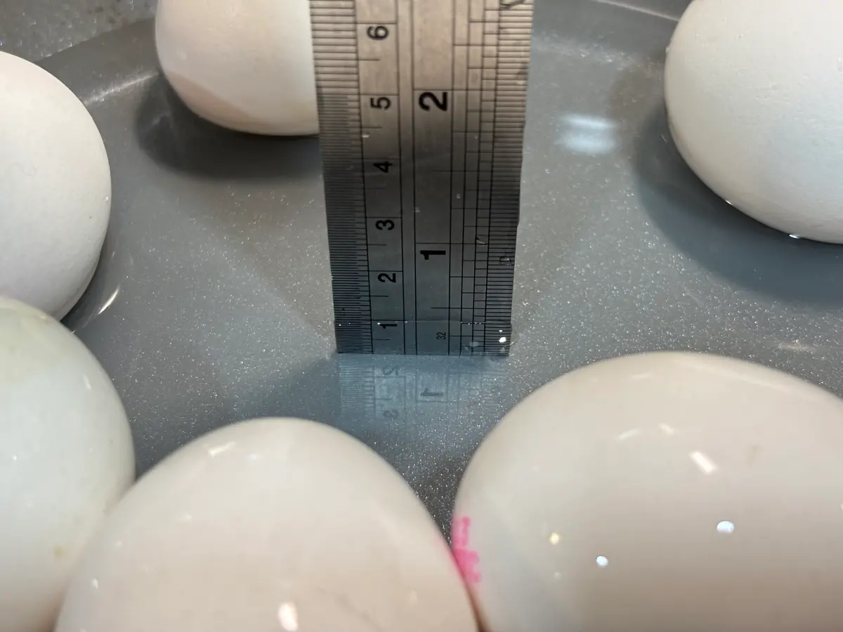 ▲芬普尼超標蛋品今（10）日傳出已流入9縣市通路。（圖／記者徐銘穗）