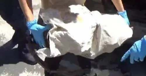 山老鼠集團狠盜價值1500萬國有林木　上網找買家、跨縣市販售
