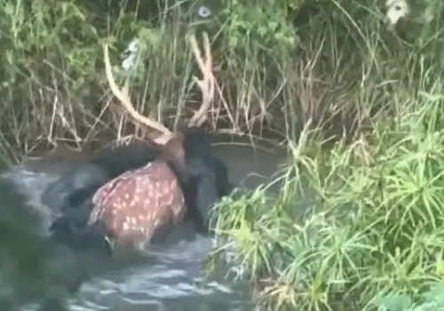 高雄馬頭山「流浪犬獵殺梅花鹿」！10狗猛撲撕咬　山頭響徹慘叫聲
