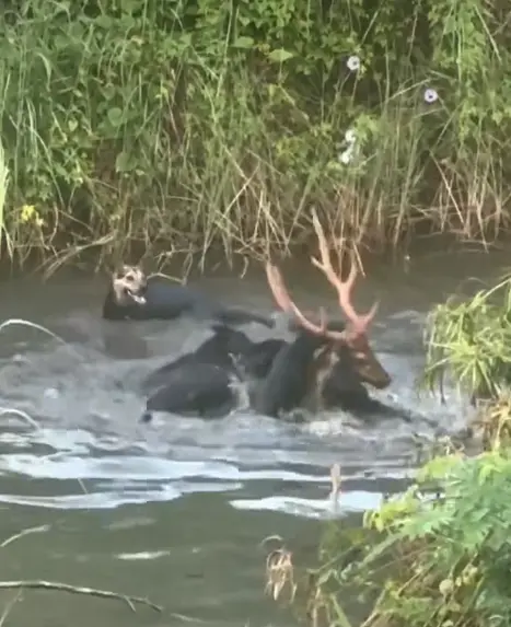 ▲（圖／取自「高雄市馬頭山自然人文協會」臉書粉專）