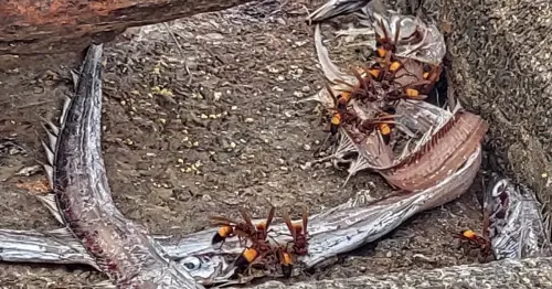 太驚悚！八斗子漁港驚見「大隻蜂群啃魚屍」　專家秒識出：會螫人
