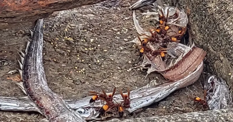 ▲一群體型明顯比蜜蜂大得多的蜂類聚集在魚屍體上。（圖／翻攝自臉書社團「基隆人日常」）