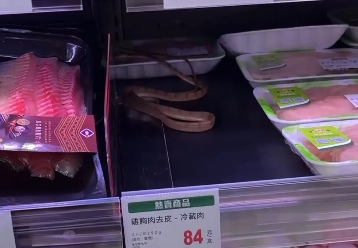 全聯生鮮區「變蛇蛇休息地」！躲架上婆媽直擊全傻眼 業者回應了