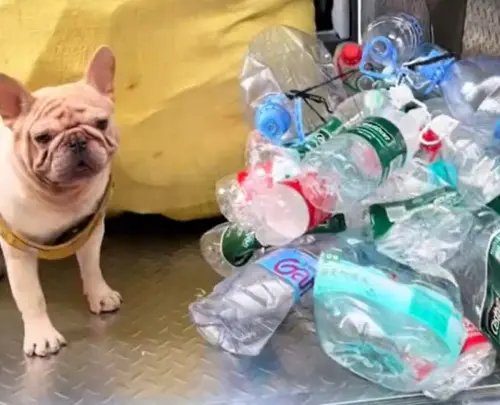 最強招財狗現身！聰明法鬥「只靠撿瓶子」月賺1萬　驚人存款曝光
