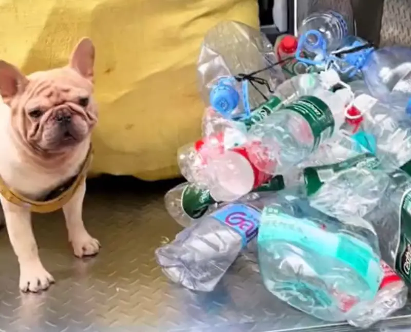 最強招財狗現身！聰明法鬥「只靠撿瓶子」月賺1萬　驚人存款曝光
