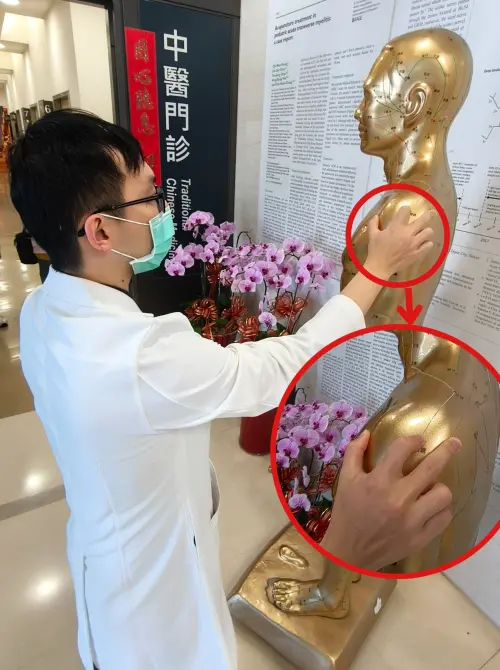 ▲鄭傑元醫師指出常用施針治療的穴位從左至右，有肩前穴、肩髃穴、肩髎穴 。（圖／恩主公醫院提供）