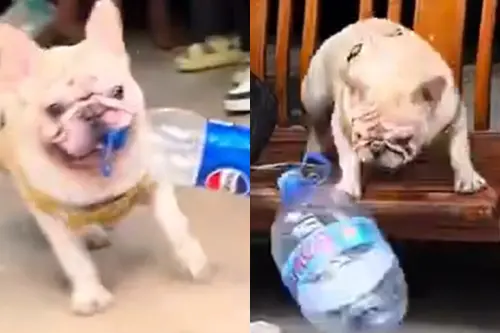 ▲（圖／翻攝上游新聞微博）