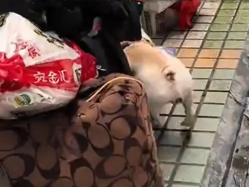 ▲（圖／翻攝上游新聞微博）