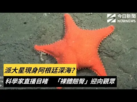 派大星現身阿根廷深海？科學家直播目睹　「裸體翹臀」迎向觀眾｜NOWNEWS #cc字幕