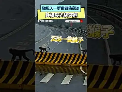 太危險！颱風天一群猴冒險觀浪　真相曝光網笑翻｜NOWNEWS