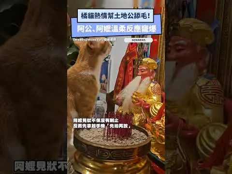 橘貓熱情幫土地公舔毛！阿公、阿嬤溫柔反應寵爆　4.7萬人融化了｜NOWNEWS