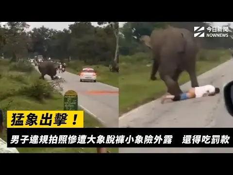 猛象出擊！男子違規拍照慘遭大象脫褲小象險外露　還得吃罰款｜NOWNEWS #CC字幕