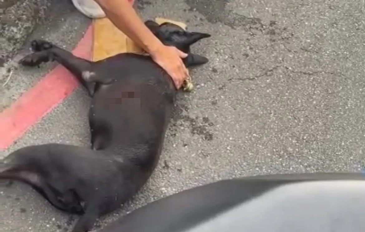 ▲近日南港小黑狗遭飼主騎車拖行300公尺，沿途留下許多排泄物跟鮮血，最後不幸離世。（圖／翻攝自記者爆料網）
