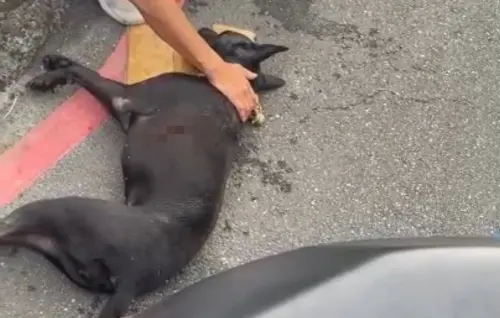 惡劣！南港黑狗遭飼主騎車拖行300m　沿路血跡斑斑、排泄物害慘死
