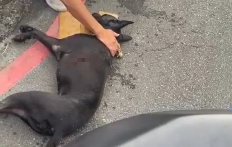 ▲近日南港小黑狗遭飼主騎車拖行300公尺，沿途留下許多排泄物跟鮮血，最後不幸離世。（圖／翻攝自記者爆料網）